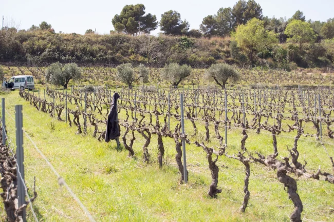 Una pineda clara protegeix la vinya de la Llaona