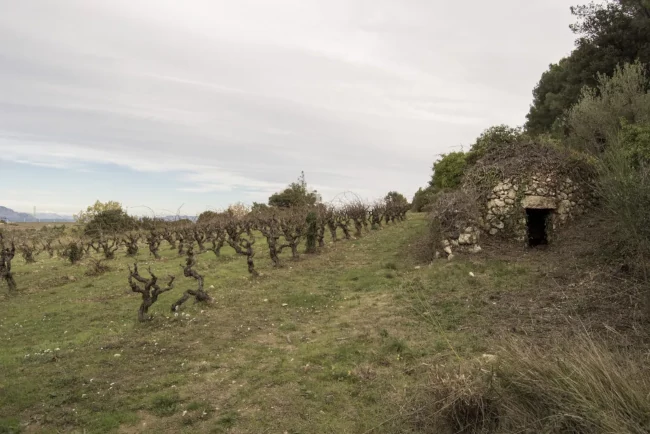 La barraca de pedra de la vinya del cim