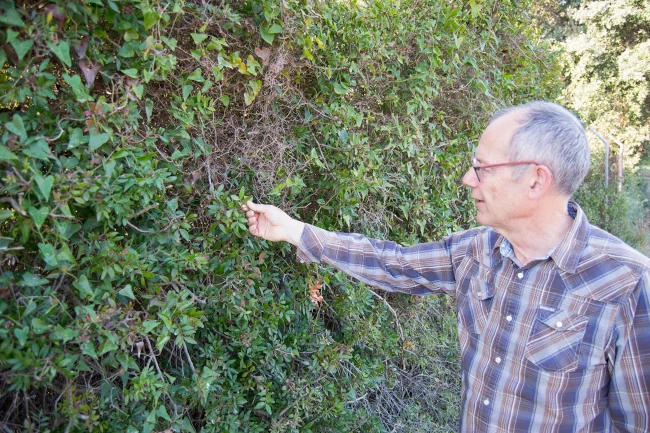 El llentiscle (Pistacia lentiscus) pot arribar als tres metres d’altitud