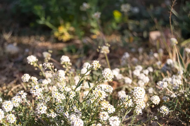 Caps blancs o morrisà bord (Alyssum maritimum)
