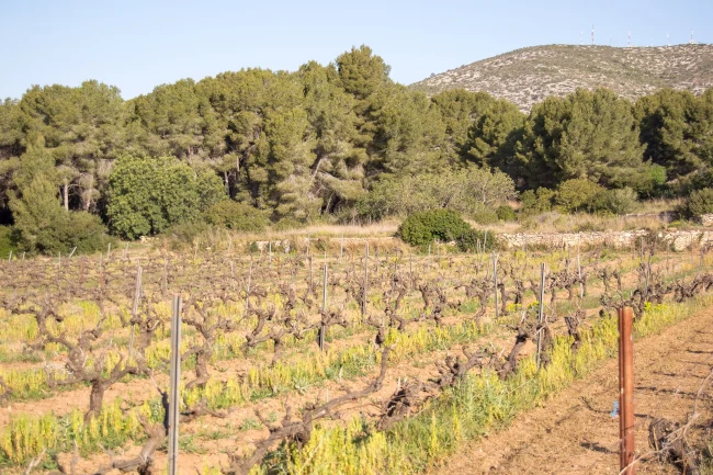 Vinya de malvasia amb el Puig del Montgròs al fons
