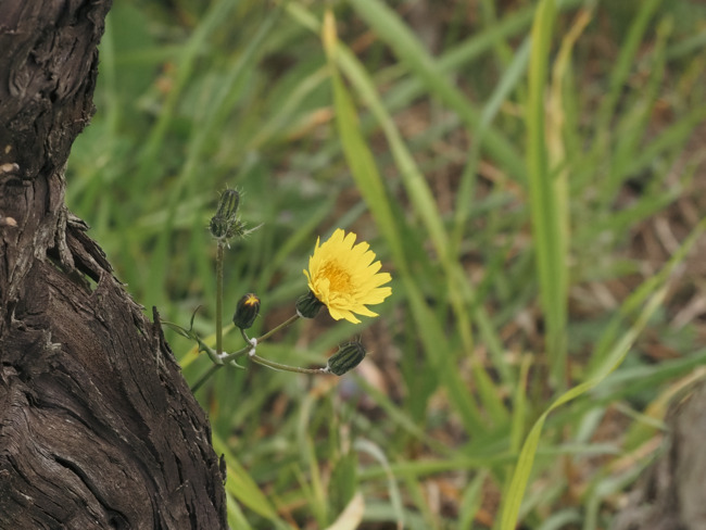 El lletsó fi (Sonchus tenerrimus)