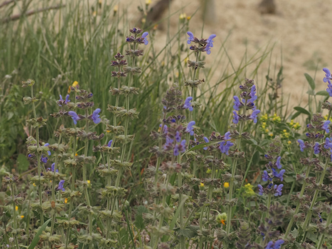 El tàrrec (Salvia verbenaca)