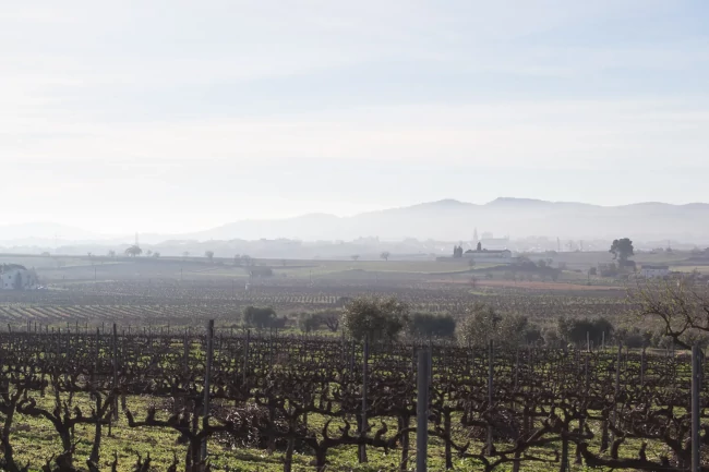 La plana del Penedès en un matí d’hivern