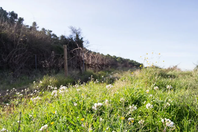 La vinya s’ha convertit en un autèntic refugi de la biodiversitat