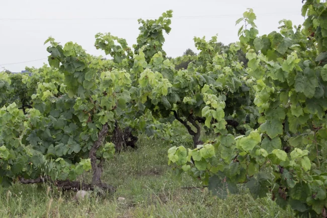 Coberta vegetal de la Vinya dels Taus