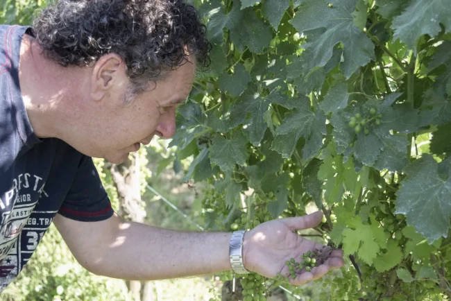 L’Enric mirant els raïms d’un cep de malvasia de Sitges