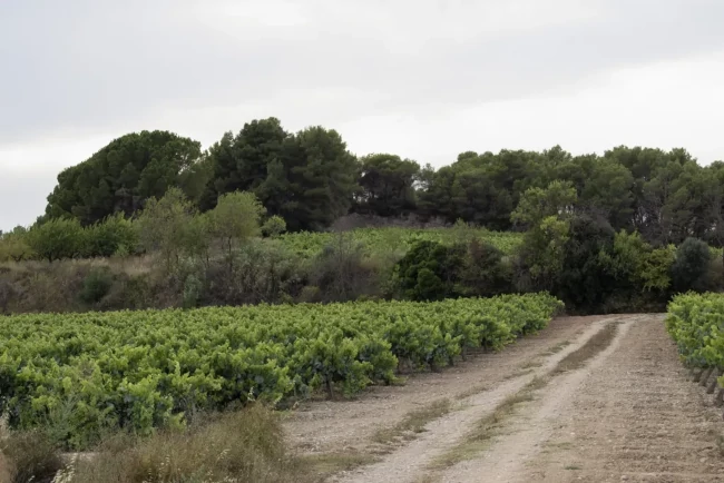 La vinya d’Espenyalluchs rodejada d’una pineda