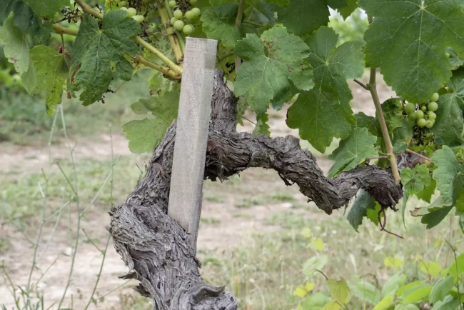 Cep de la Vinya dels Taus