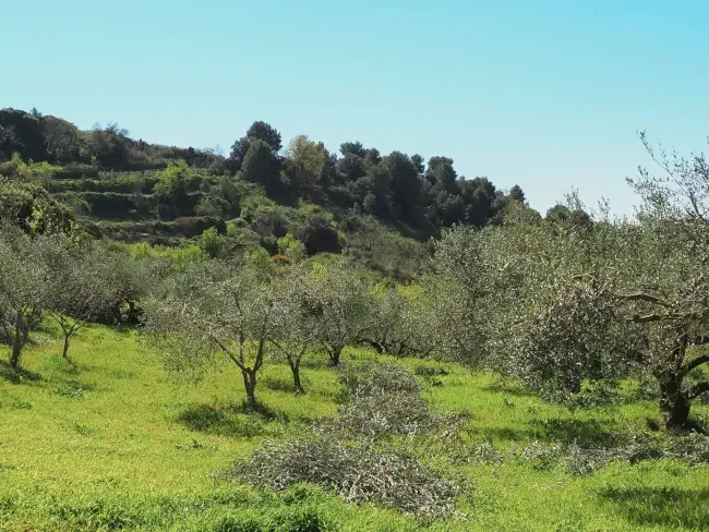 Oliveres davant de la masia
