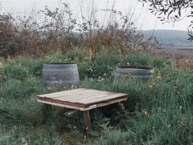 Les dues àmfores envoltades de natura