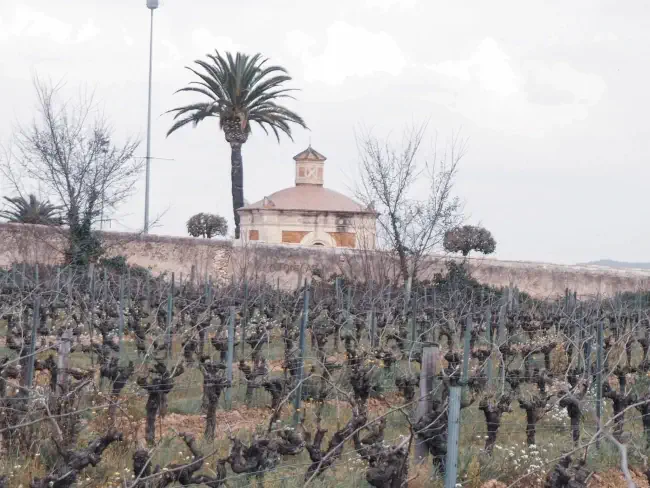 La coberta vegetal de la vinya del costat del celler