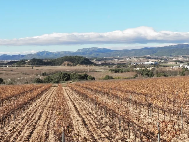 Vinyes llaurades i turonets de pins