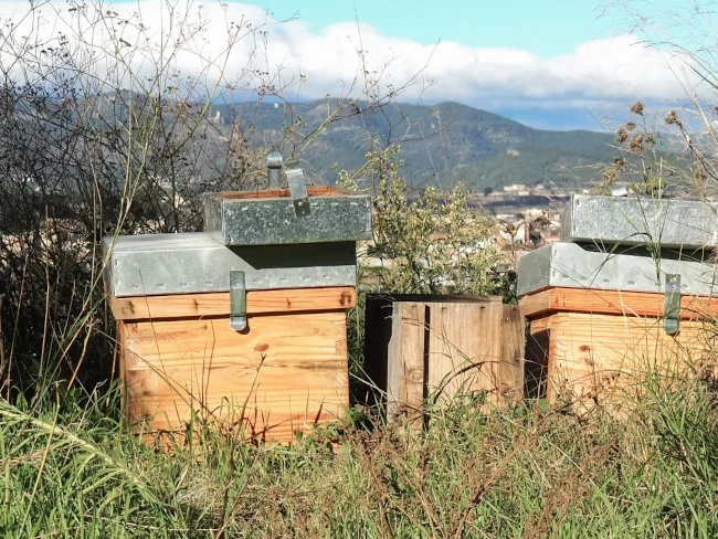 Els ruscs de les abelles