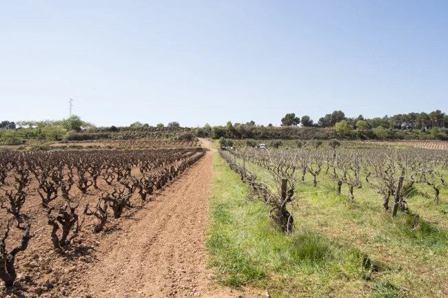 La vinya la Llaona amb la coberta espontània