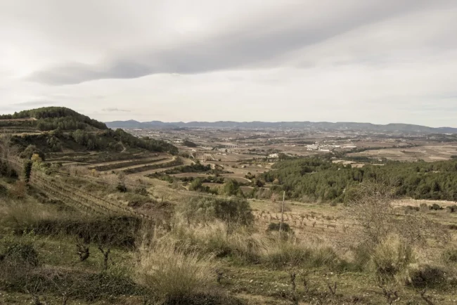 Vistes des de la vinya del Jan