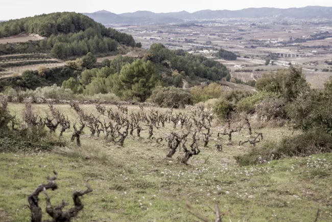 Vinyes velles en bancals