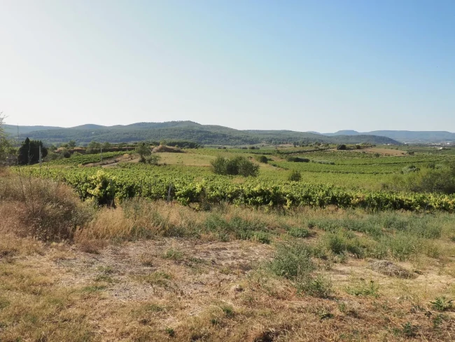 La serralada prelitoral, muntanyosa i arbrada