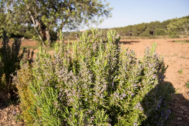 El romaní o romer (Rosmarinus officinalis)