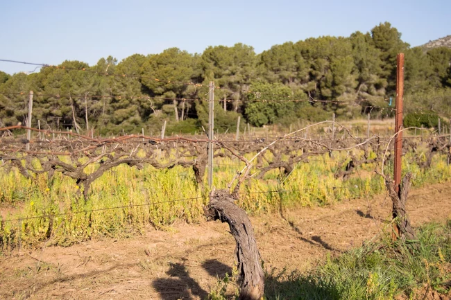 Cep de malvasia de Sitges podat en doble guyot